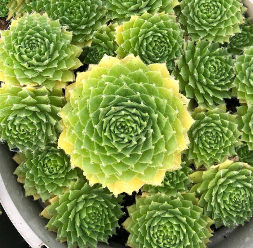 Sempervivum Colorockz 'Lemon Flare' Succulent 2in Pot