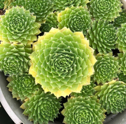 Sempervivum Colorockz 'Lemon Flare' Succulent 2in Pot