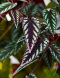 Cissus Discolor. 2-3 inch starter plant.