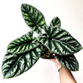 Alocasia Quilted Dreams.