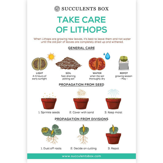 Infographic: Take Care of Lithops, Succulent Care Card