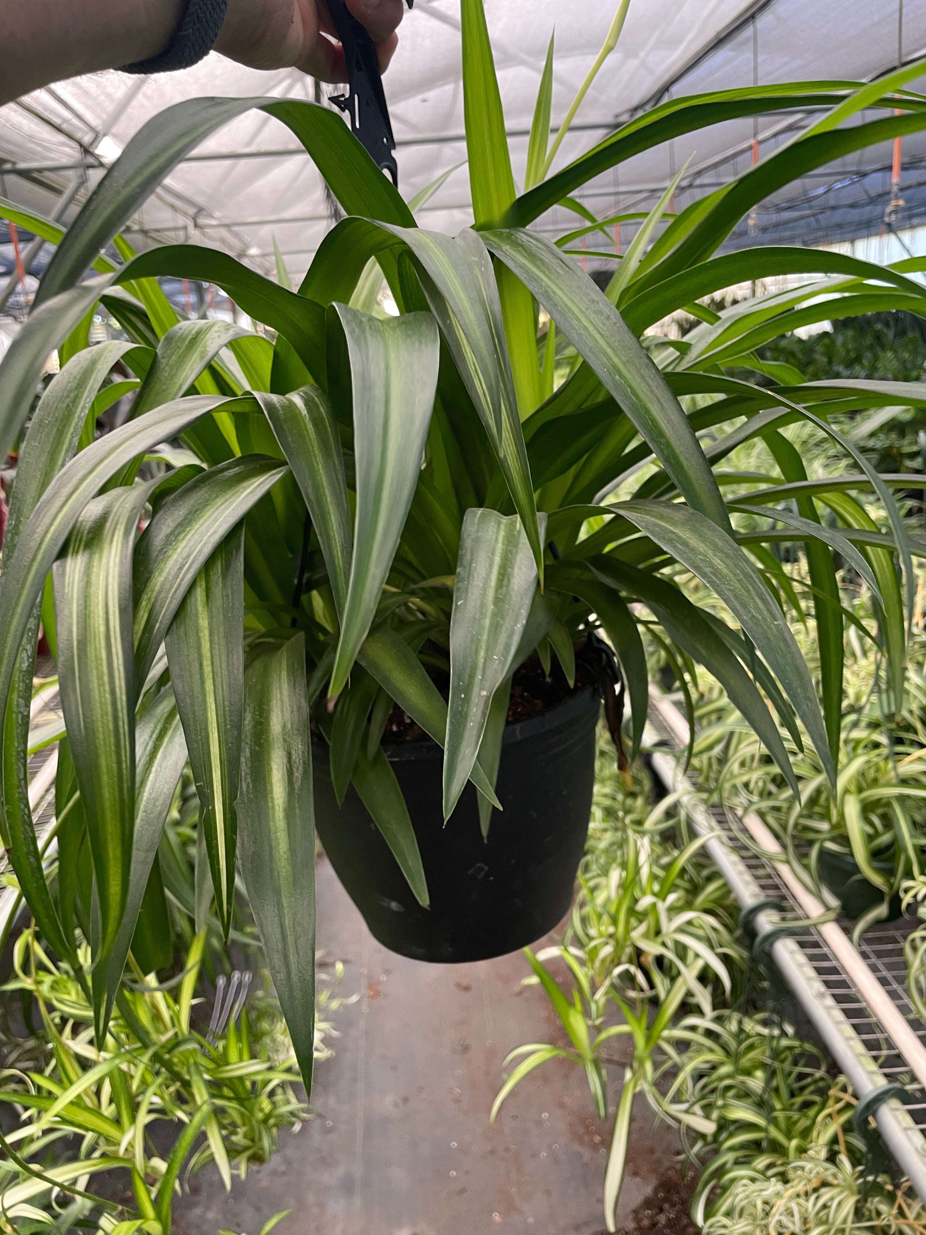 Spider Plant 'Hawaiian'