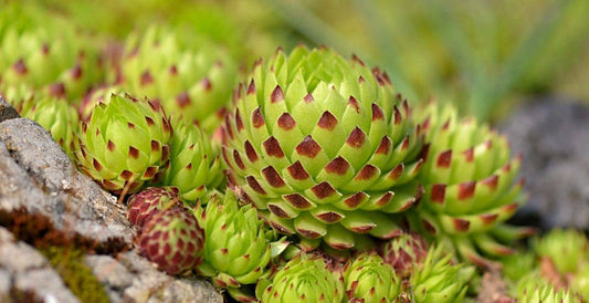 Sempervivum globiferum ssp. allionii - 2" Grower Pot