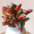 Peperomia graveolens 'Ruby Glow' 2" Grower Pot