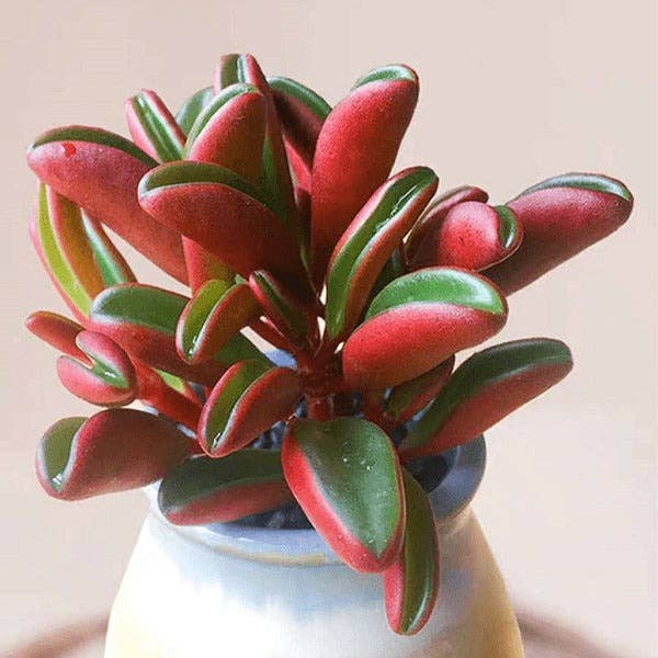 Peperomia graveolens 'Ruby Glow' 2" Grower Pot