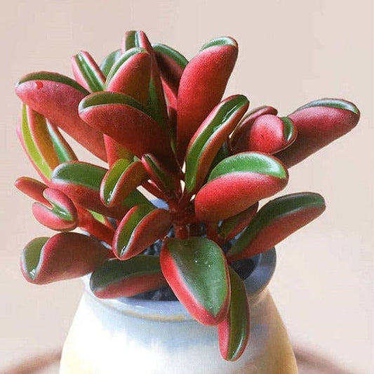 Peperomia graveolens 'Ruby Glow' 2" Grower Pot