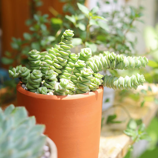 Crassula Baby Necklace - Live Succulents Plant 2/4 inch Pot