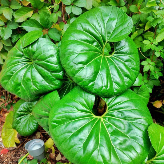Farfugium Japonicum Gigantea (tractor seat) 2-3 in starte