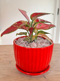 Pink Plant Bar ticket