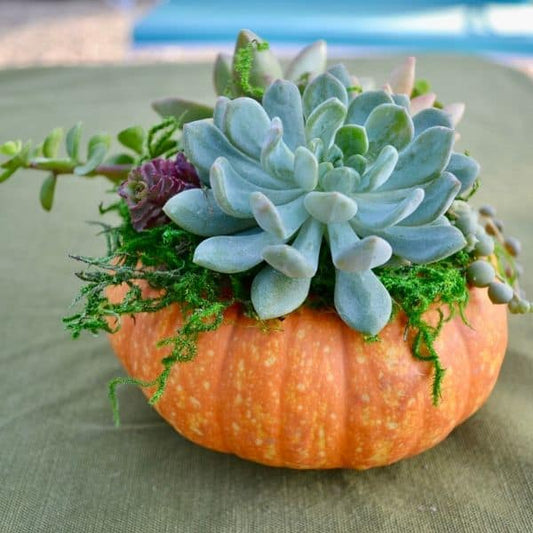 Pumpkin Succulent Workshop Ticket
