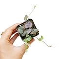 String of Hearts - Trailing Succulent Plant 2/4/6 inch Pot