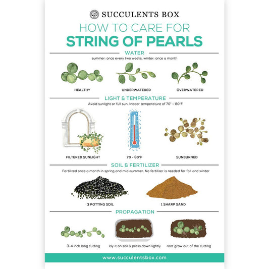 Infographic: How to Care for String of Pearls, Care Guides