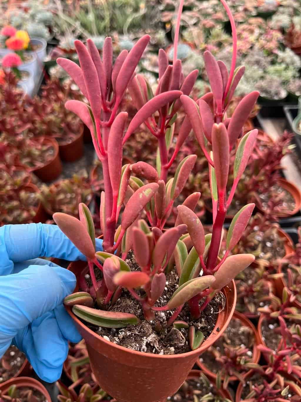 Peperomia graveolens 'Ruby Glow' 2" Grower Pot