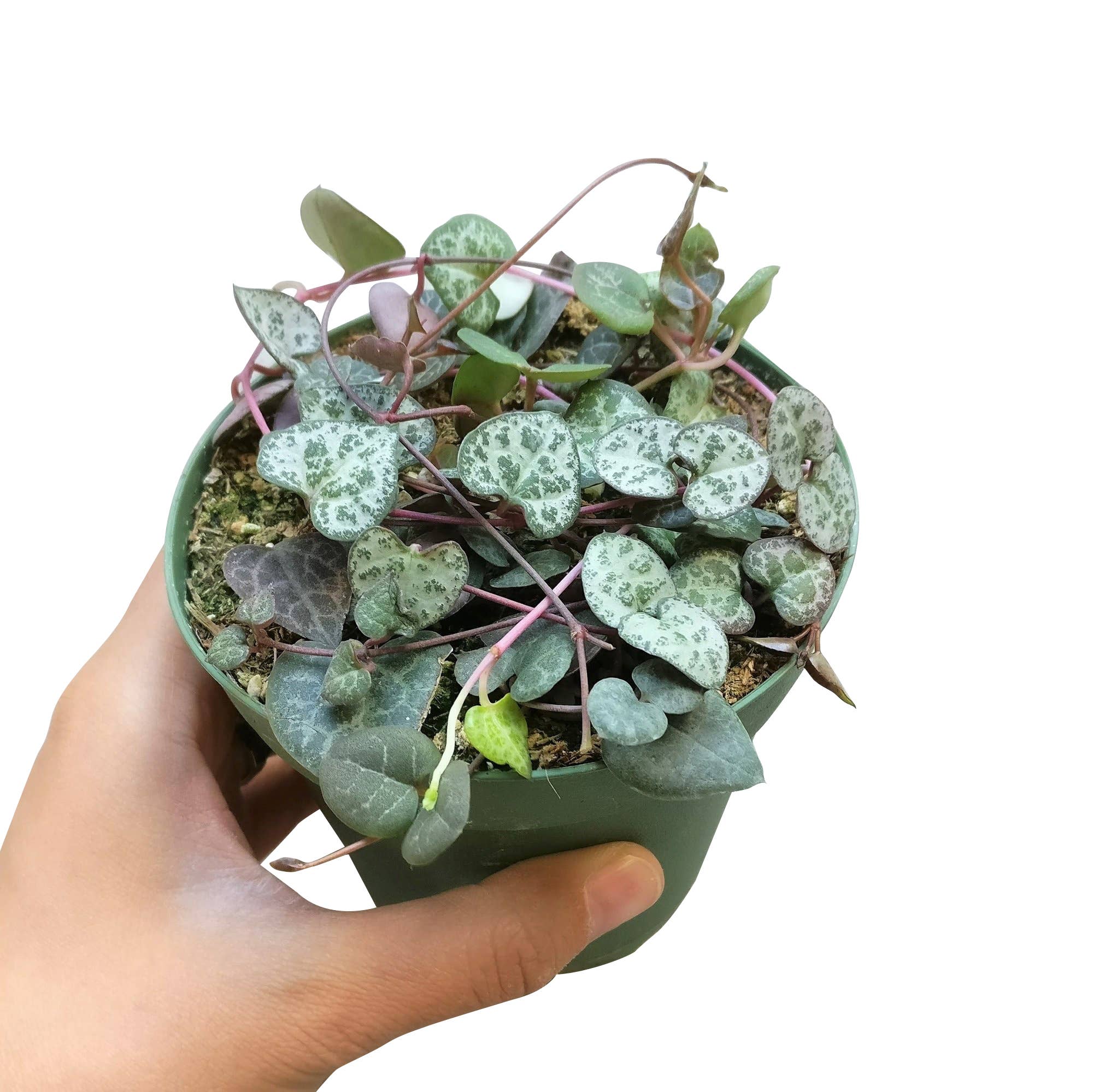 String of Hearts - Trailing Succulent Plant 2/4/6 inch Pot