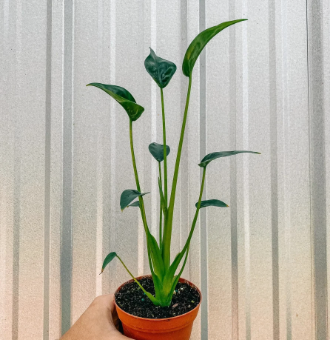 Alocasia Tiny Dancer.