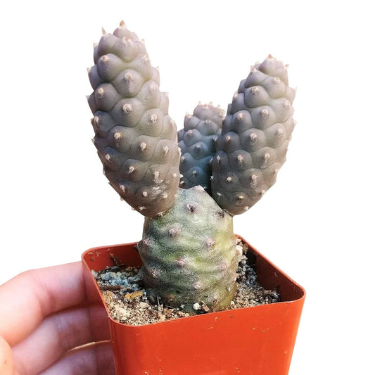 Pine Cone Cactus Tephrocactus Live Succulent, 2/4 inch