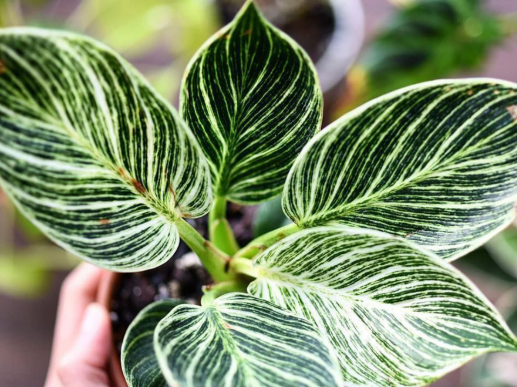 Philodendron Birkin. 2-3 inch starter plant.