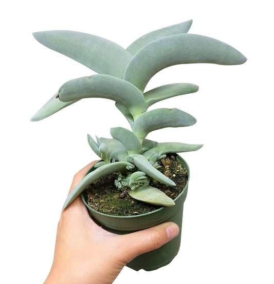 Crassula Falcata Propeller Plant - 2in/6in Live Succulent