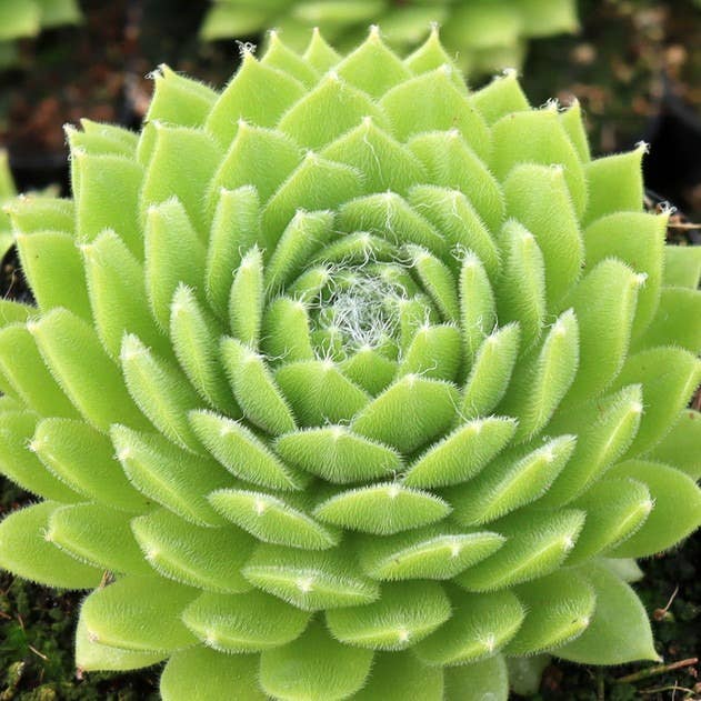 Sempervivum Colorockz 'Lemon Flare' Succulent 2in Pot