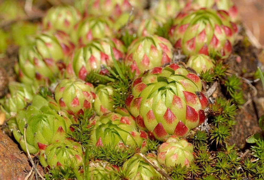 Sempervivum globiferum ssp. allionii - 2" Grower Pot