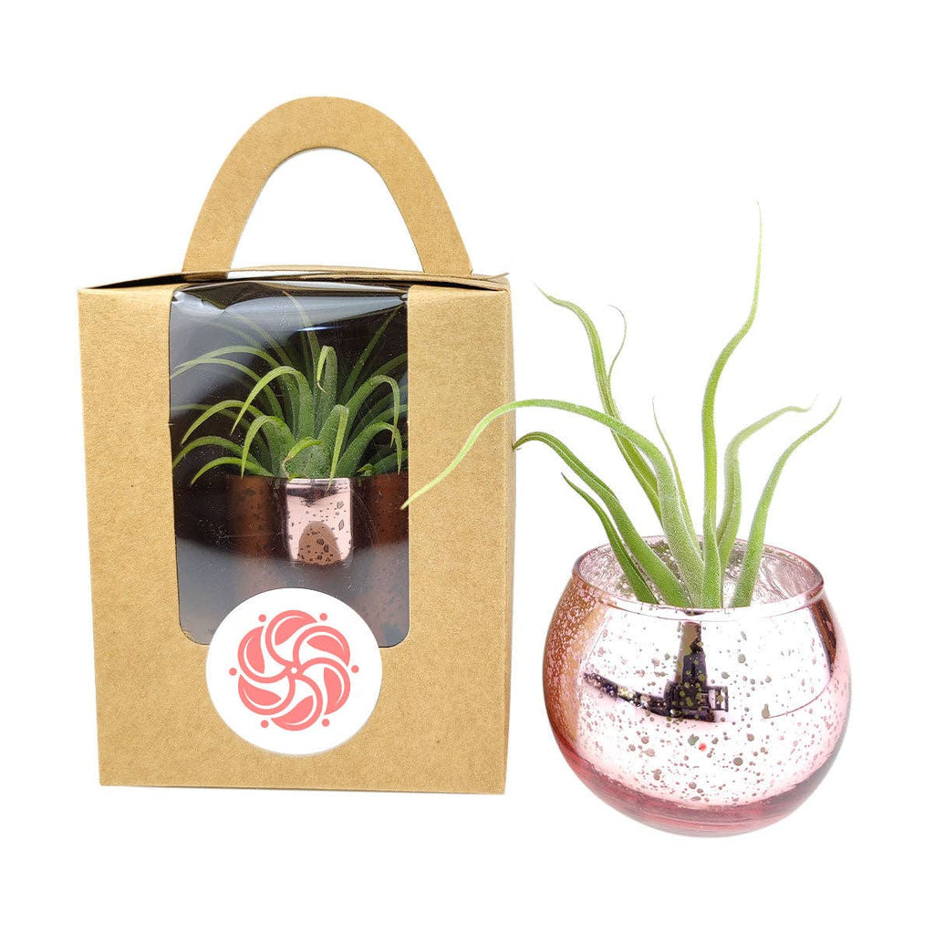Plant Carrier Bag, Succulent Gift Box, Unique Gift Ideas