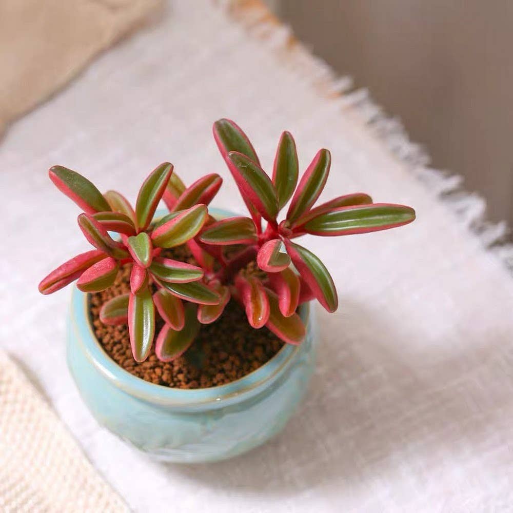 Peperomia graveolens 'Ruby Glow' 2" Grower Pot