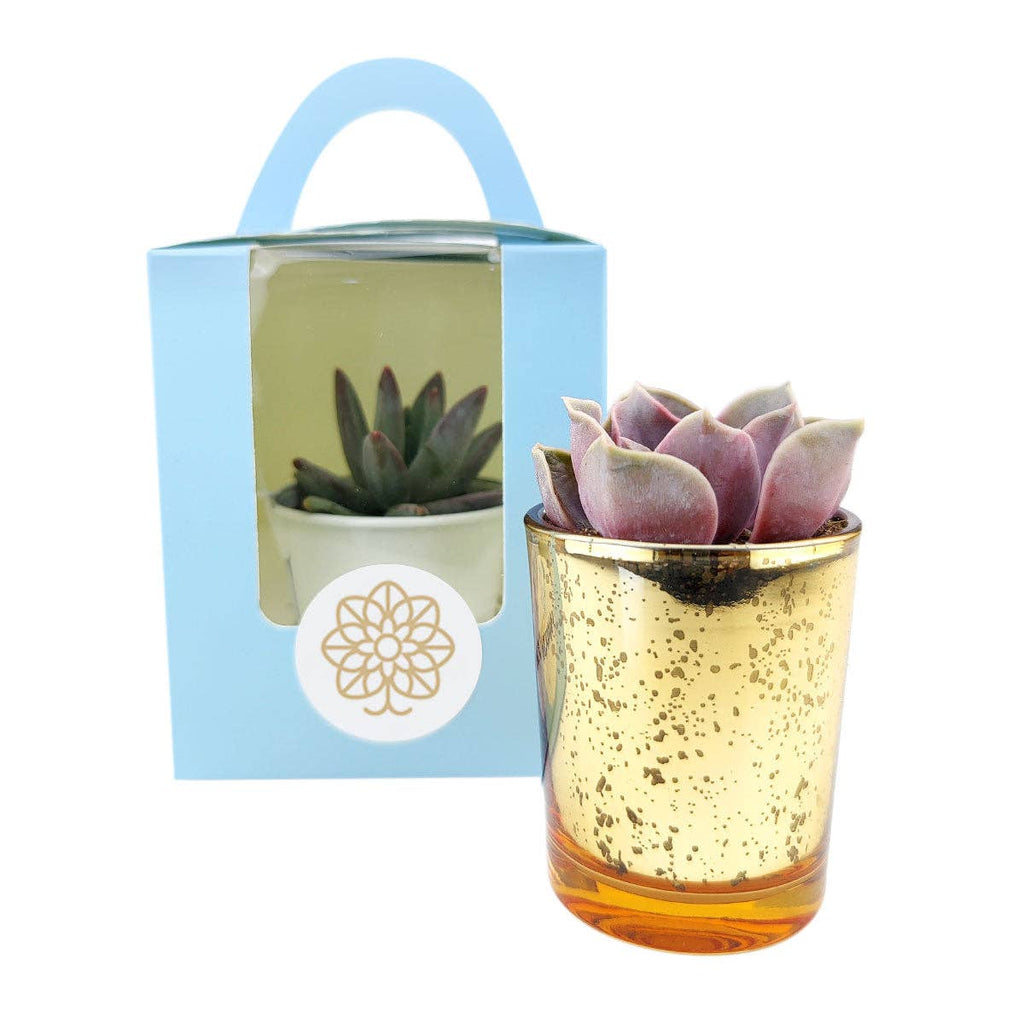 Plant Carrier Bag, Succulent Gift Box, Unique Gift Ideas