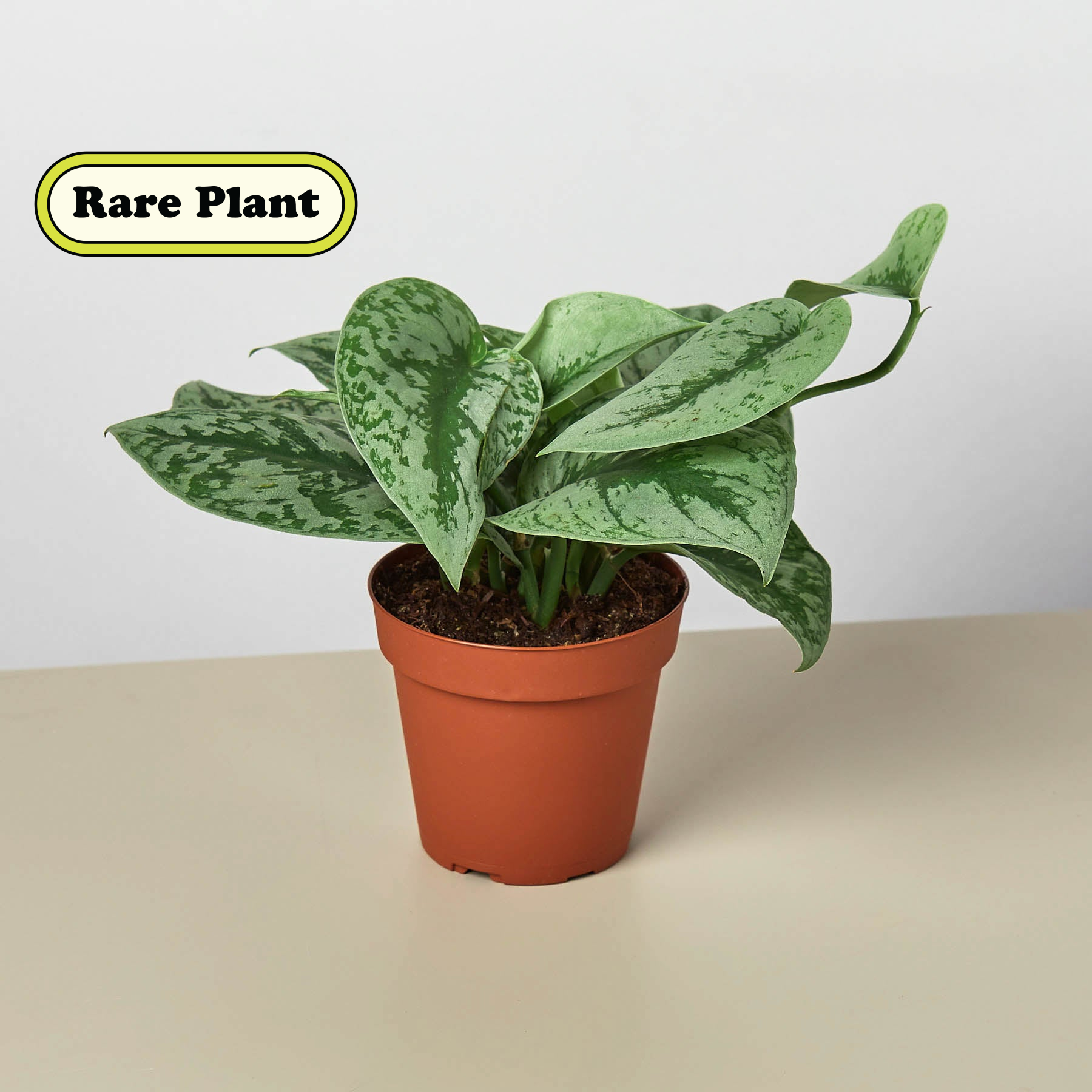 Pothos 'Silver Splash'